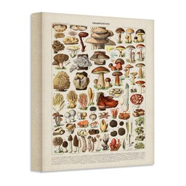 Vintage French Mushrooms - Champignons - Great Cottagecore Decor, Science Room Accessories, Vintage Plant Poster and Botanical Garden Mushroom Print, Classic Book Page 16x20 Unframed Poster Paper