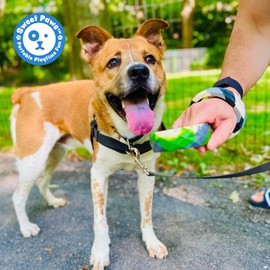 Sweet Paws Chunky Teething Rings for Dogs, Bracelet Food-Grade Silicone Puppy Chew Toys for Large Puppies, Durable Dog Ring Toy for Medium Large Dogs, Puppy Teething Chews - Blueberry Smoothie