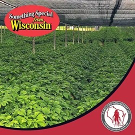American Seed 500 Stratified American Ginseng Seed Grow your own Wild Ginseng Seed