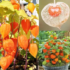 50+ Seed Bladder Cherry Lantern Seeds for Planting Outdoor -Perennial Ornamental Dried Winter Cherry Seeds Flower Arrangements Edible Fruit