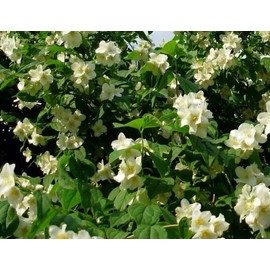 Rosa Rugosa 'Alba' (White Rugosa Rose, Beach Rose, Japanese Rose) Shrub Seeds, Fragrant White Flowers, Attractive Foliage, Seeds by MySeeds.Co, You Choose The Amount (0.5 oz)