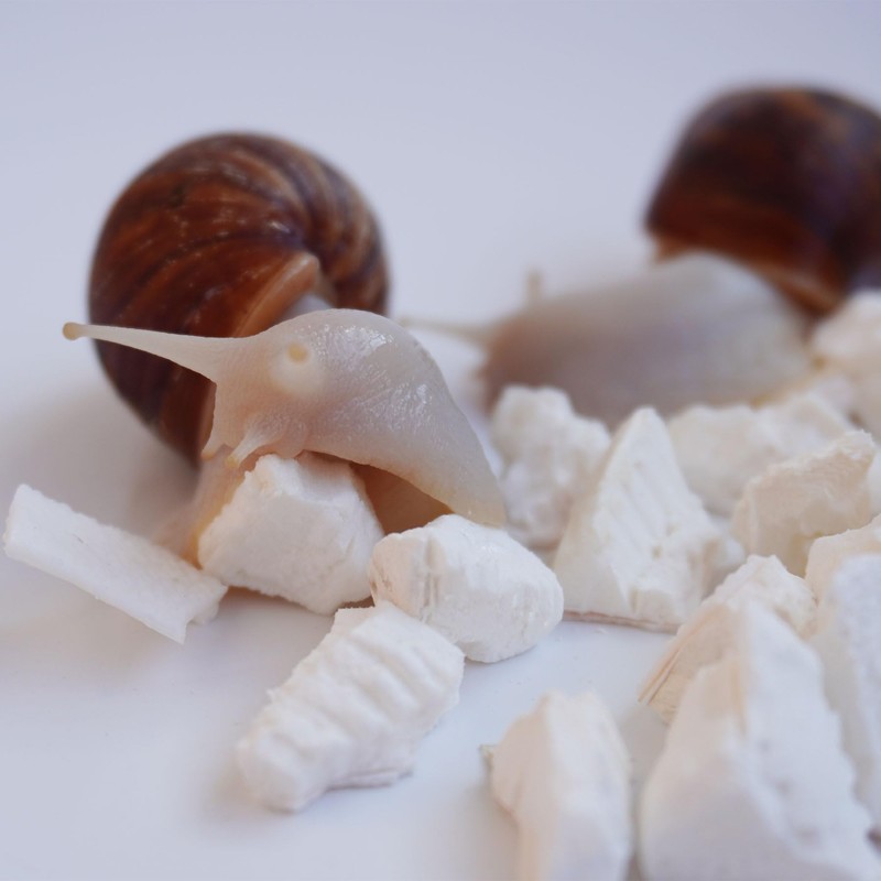 Begeterday Cuttlebone for Snails, Snail Terrarium Supplies