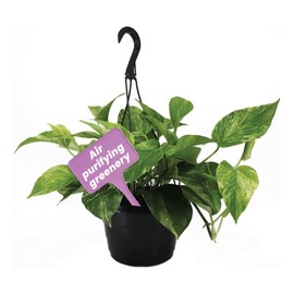 American Plant Exchange Marble Queen Pothos – Live 8-Inch Hanging Basket, Easy-Care Air Purifying Trailing Vine, Fast-Growing Houseplant for Hanging Planters, Shelves & Indoor Home or Office Décor