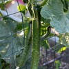 CHUXAY GARDEN Jade Cucumber Seed 25 Seeds Cucumis Sativus Plant