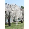 Tree 2 Weeping Cherry Trees - 6-12" Tall Seedlings -
