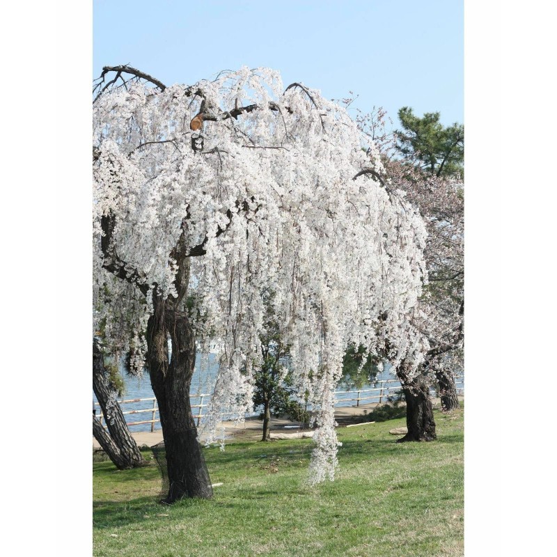 Tree 2 Weeping Cherry Trees - 6-12" Tall Seedlings -