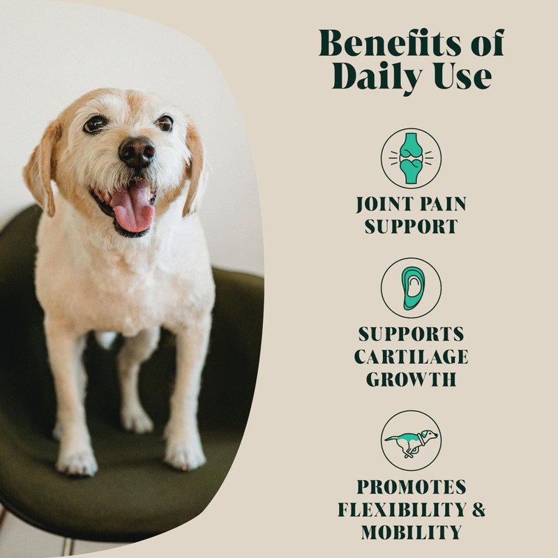 Green Lipped Mussel Powder For Dogs (100 g) | Hip
