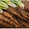 Back To Nature Seed Company Salsify - Seeds - Non