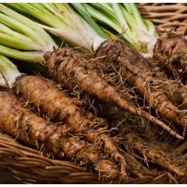 Back To Nature Seed Company Salsify - Seeds - Non Gmo - Heirloom Seeds – Vegetable Seeds  - 5 Seeds
