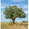 CZ Grain Olive Tree Seeds for Planting | 25 Seeds