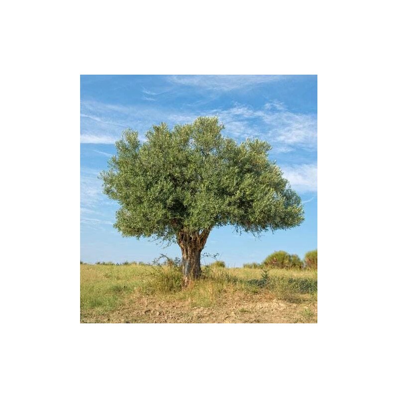 CZ Grain Olive Tree Seeds for Planting | 25 Seeds