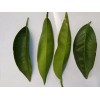 Generic Fresh, organic orange leaves. Grown in California. (30 leaves)