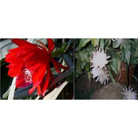 Two 8" Cuttings Freshly Cut to Order Epiphyllum Orchid Cactus: One for Big Red and One for Big White Flower (Queen of The Night)