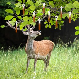 Anglecai 50 Pieces Deer Urine Wicks, White Wicks for Deer Scent Hunting Buck Doe Pee Drags for Absorbing Whitetail Doe Urine Drags