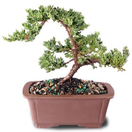 Brussel's Bonsai DT7079GMJ, Green Outdoor Bonsai Tree, Mound Juniper, MEDIUM