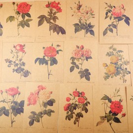 24 Sheets of Postcards, Vintage Postcards, with Beautiful Floral Language Printed on Kraft Paper, Love, Friendship, Life, Motivation Greeting Cards - Rose