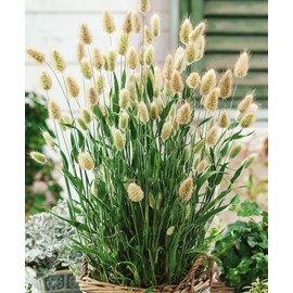 CEMEHA SEEDS - Seeds Bunny Tail Ornamental Annual Grass for Planting