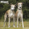 Whippet Calendar 2025 | Square Dog Breed Wall Calendar -