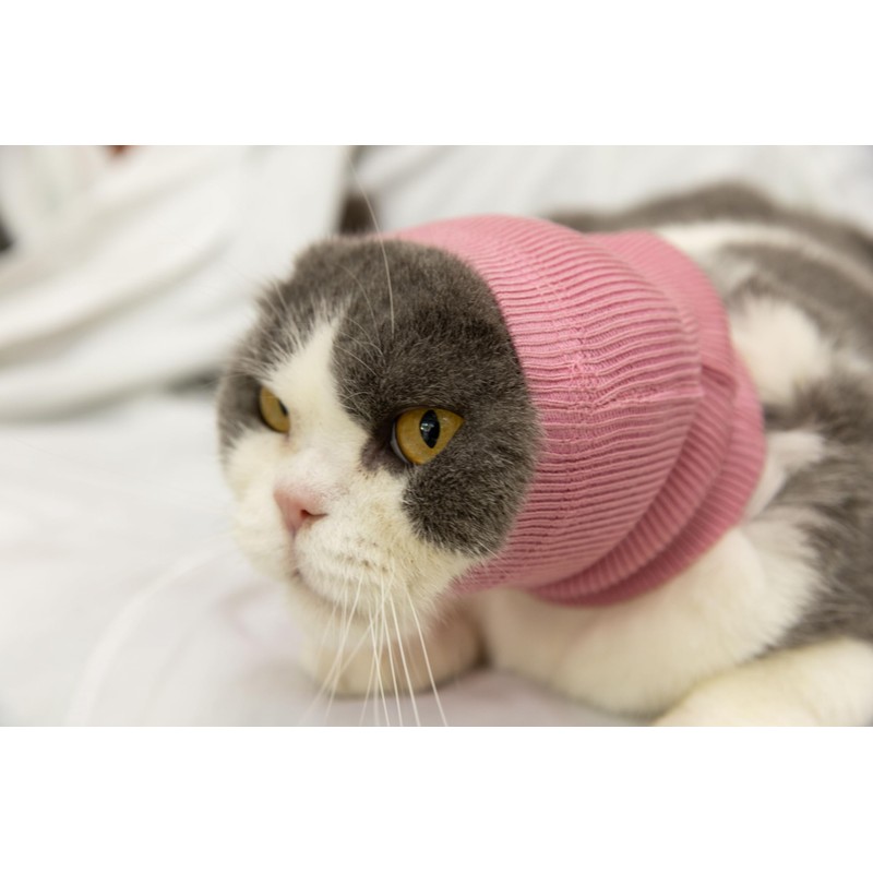 DDFS Ear Wrap Cat (6 Pack), Dedication Cat Ear Cover