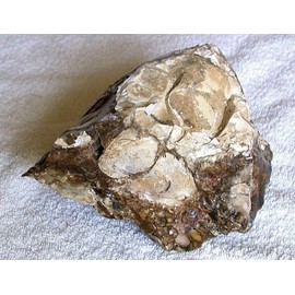 5 Pound 9.8 Oz 2546 Gram Bruneau Banded Brown Tan White Seam Oregon Opal Rough