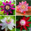 Rare Passiflora Passion Flower Mix (50 Seeds) - Stunning Colors,