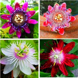 Rare Passiflora Passion Flower Mix (50 Seeds) - Stunning Colors, Home Gardens Outdoor Container