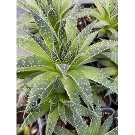 Spider Aloe - A. aristata - Succulent Cactus houseplant - Live Plant in 3.5" Pot!