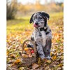 Lionheart glory Plaid Dog Collar, Brown black grid, Small (Pack
