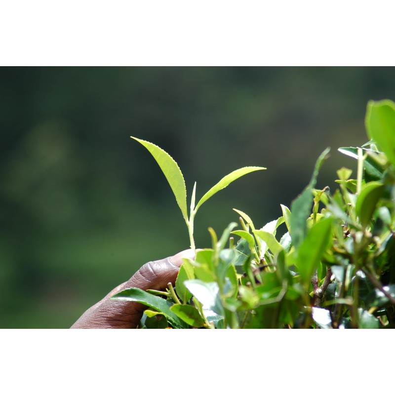 Ronnefeldt Teavelope Assam - Irish Breakfast Black Tea India Summer