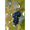 Whole Wine Grape Seeds - Ingredients: 100% Wine Pips -