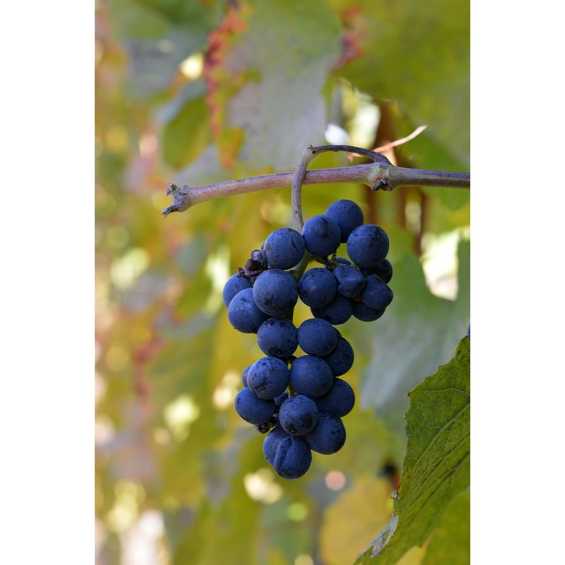 Whole Wine Grape Seeds - Ingredients: 100% Wine Pips -