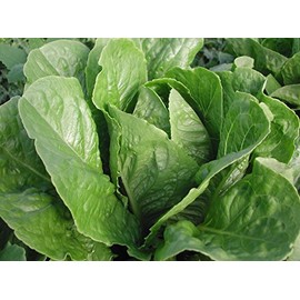 Parris Island Cos Green Romaine Lettuce Seeds- 1,000+ Seeds by Ohio Heirloom Seeds