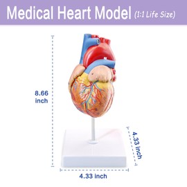 Human Heart Model Life Size Medical Heart Model for Anatomy, 2 Part Heart Models Anatomy