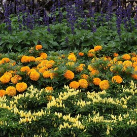 African Marigold Seeds - Taishan Orange - Packet - Orange Flower Seeds, Hybrid Seed Attracts Bees, Attracts Butterflies, Easy to Grow & Maintain, Edible, Fast Growing, Border