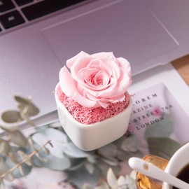 Forever Pink Rose in a Box Preserved Birthday Flowers Delivery Prime Give Women, Mini Eternal Roses with Vase Real Flower Gifts for Her Wife Mom Valentines Anniversary Dining Table Centerpiece Decor
