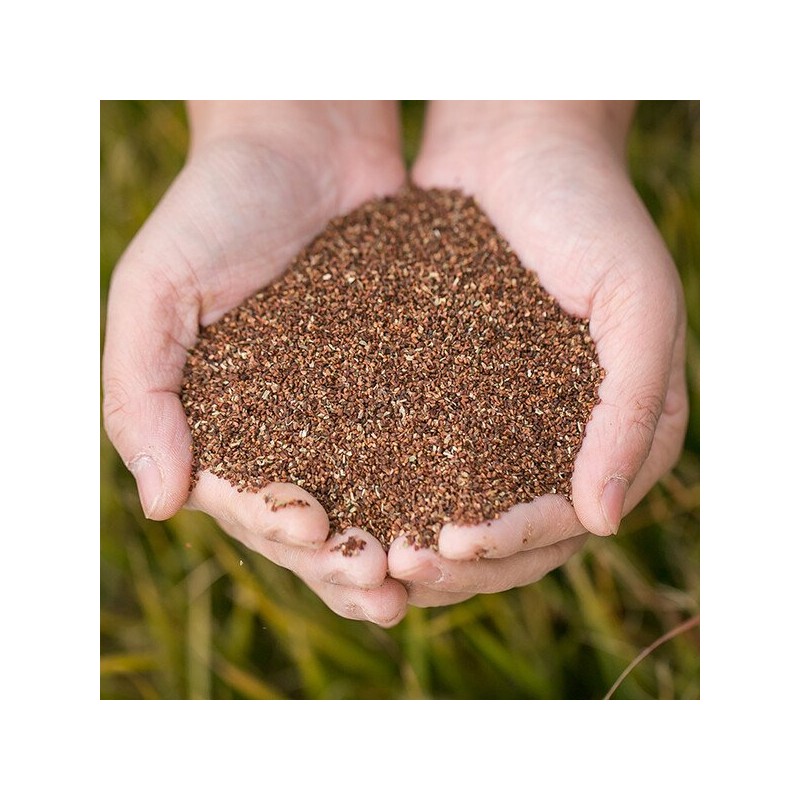 국산 월견자(달맞이꽃씨) 100g 꽃종자 달맞이 씨 꽃씨앗 말린 건조 건