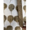 Horseshoe Crab Shells Molts - 5 Piece Lot - $25