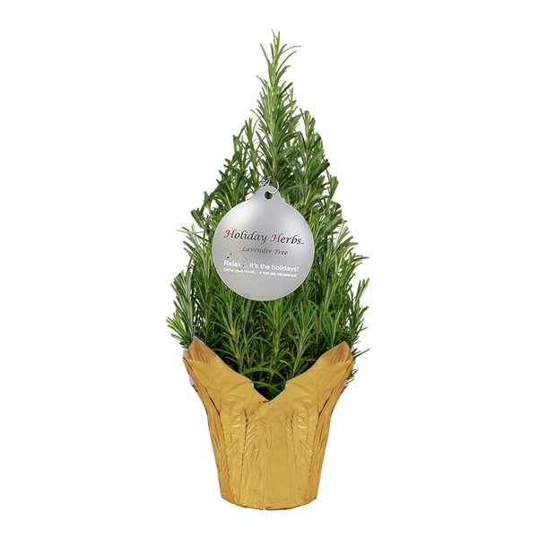 Live Aromatic Christmas Tree Shaped Rosemary in Deco Cover - Naturally Improves Breathing - Beautiful Holiday Decor - 10" Tall by 4" Wide in 1 Pt Pot