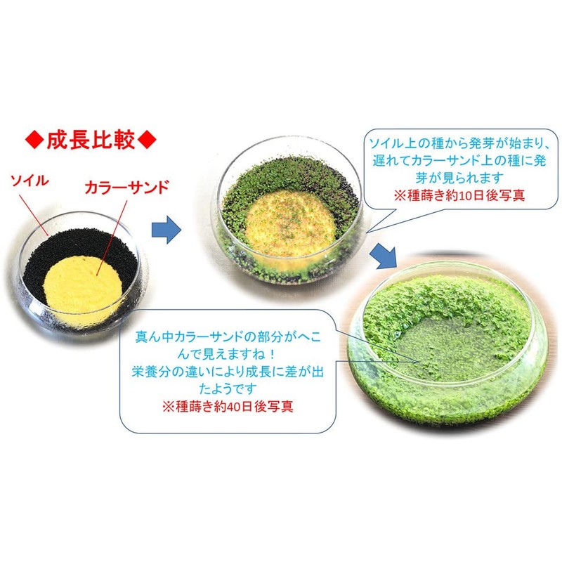 Green Carpet in the Water, Seeds of Aquatic Plants, Mini