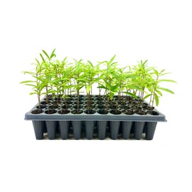 Willow Oak Tree | 10 Live Plants | Quercus Phellos | Beautiful Unique Fast Growing and Hardy Shade Tree