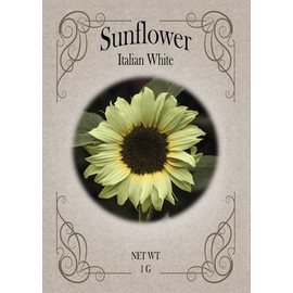 Set of Italian White Sunflower Seed Packets - Create Your Dream Garden - Bulk Flower Seeds (100)