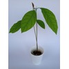 Tree Large California Avocado Live Organic Fruit Rooted Evergreen Tree