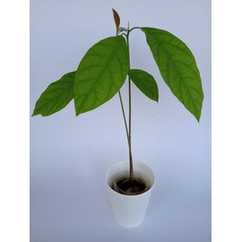 Tree Large California Avocado Live Organic Fruit Rooted Evergreen Tree 12"+