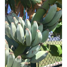 Ice Cream Banana Plant - Live Banana Tree"Ice Cream" Rare Banana Plant