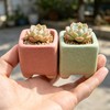 Yuvori 12-Pack 1.6" Modern Square Succulent Pots with Large Drainage