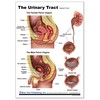The Urinary Tract Support Card