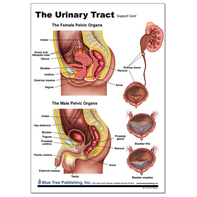 The Urinary Tract Support Card