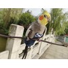 VANFAVORI Bird Diaper Harness Flight Suit Clothes with 80 Inch