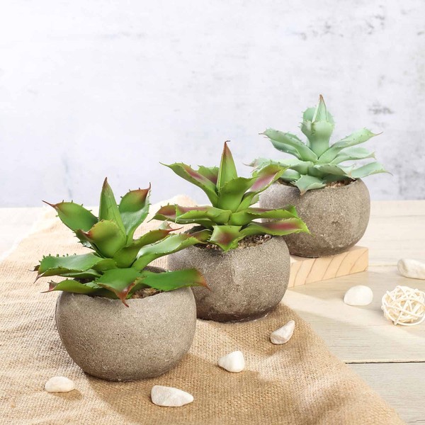 Tableclothsfactory Set of 3 | 5" Assorted Aloe Varietal Artificial