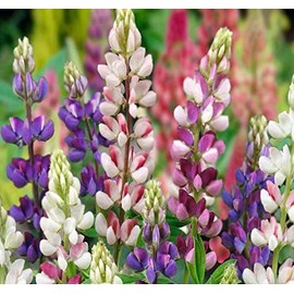 Big Pack - (1,000) Lupine Dwarf ‘Pixie Delight’ Lupine Seeds - Lupinus hartwegii nanus - Shades of Blue, Pink, White and Violet - Big Pack Seeds by MySeeds.Co (Big Pack - Dwarf Lupine)